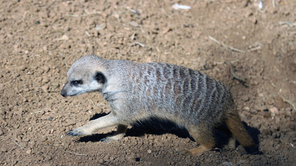 Fototapeta premium meerkat