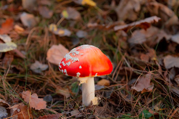 Red fly agaric in the forest with a raised hat. Beautiful poisonous mushroom