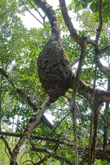 Grande termitière suspendue en forêt - Guyane française