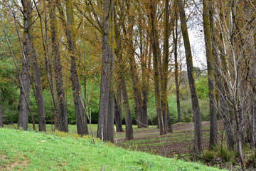 Alamos forest on a cloudy day