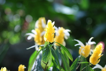 yellow flowers in garden