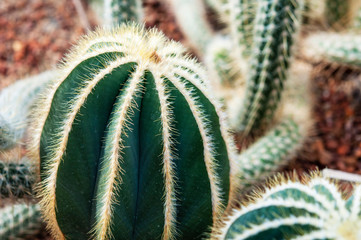 Close up of cactus plant