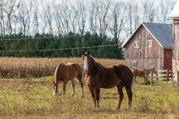 Fototapeta na wymiar Beautiful horse on the pasture