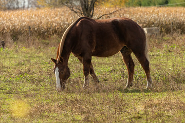 Fototapeta premium Beautiful horse on the pasture