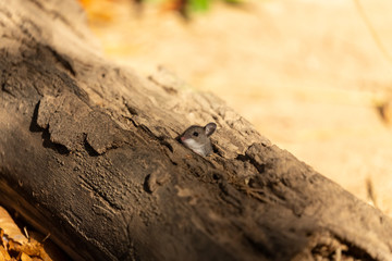 The deer mouse (Peromyscus maniculatus) north American native rodent, often called the North American deermouse