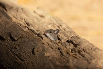The deer mouse (Peromyscus maniculatus) north American native rodent, often called the North American deermouse
