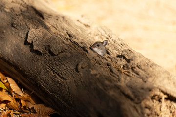 The deer mouse (Peromyscus maniculatus) north American native rodent, often called the North American deermouse