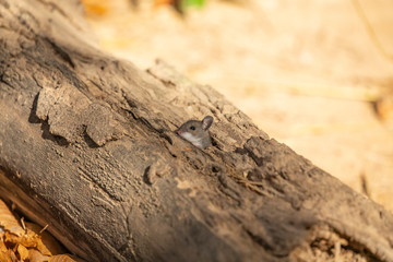 The deer mouse (Peromyscus maniculatus) north American native rodent, often called the North American deermouse