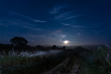 Tall grass blowing in the wind along a path, as the moon rises with stars in the sky overhead