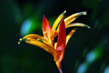 Brilliant Orange Parrot's Beak