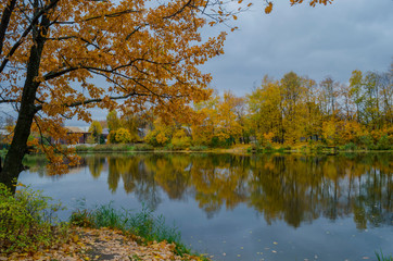 reflection of trees in water
