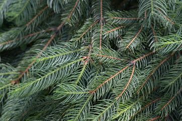 Background of Christmas tree branches. Spruce branches texture.
