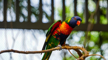 GREEN-NAPED LORIKEET TRICHOGLOSSUS HAEMATODUS HAEMATODUS