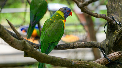 GREEN-NAPED LORIKEET TRICHOGLOSSUS HAEMATODUS HAEMATODUS