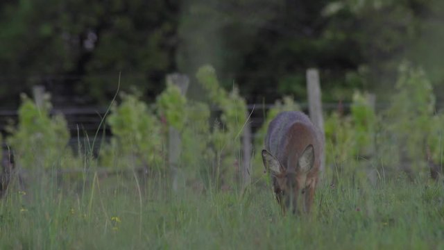 Chevreuil dans un champs pr&egrave;s de la for&ecirc;t.