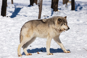 Timber wolf in winter