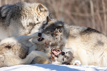 Timber Wolves in winter