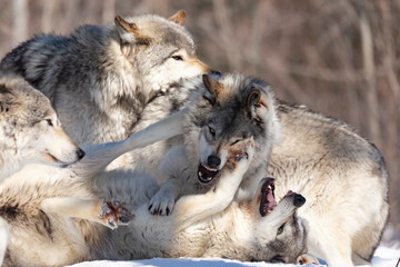 Timber Wolves in winter