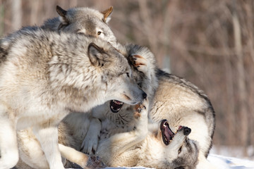Timber Wolves in winter