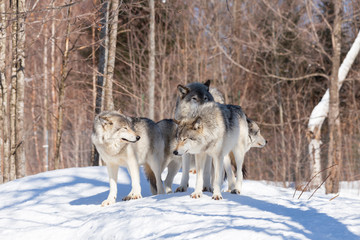Timber wolves in winter