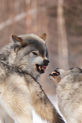 Timber wolves in winter