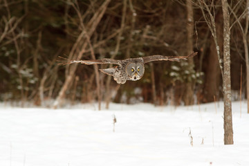 A lone Great Gray Owl