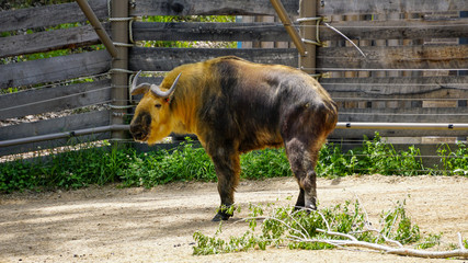 SICHUAN TAKIN BUDORCUS BUDORCUS