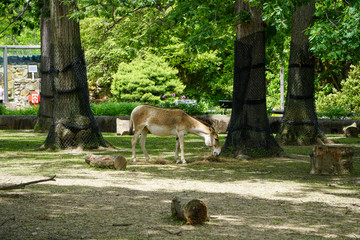 Onager Persian Equus hemionus onager