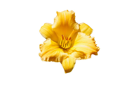 fresh bloom yellow hemerocallis flower pretty in isolated white background with clipping path 