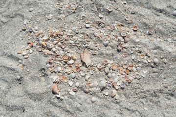 Many seashells in the sand texture background. Beautiful beach concept background for wallpaper, design, advertising and travel.