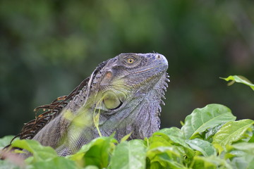 iguane