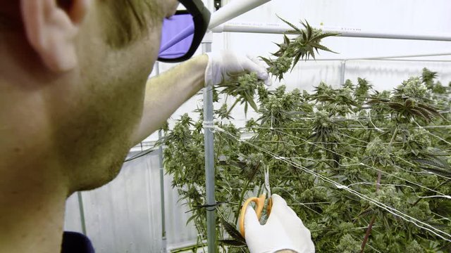 Pot Farmer Clipping Weed Bud from Plant at Commercial Facility