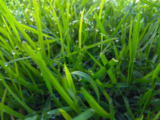 green grass with water drops