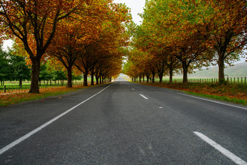 Fototapeta na wymiar driving the highway through an avenue of oak trees with stunning vibrant colours in autumn