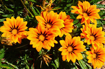 A beautiful floral display on a sunny day.
