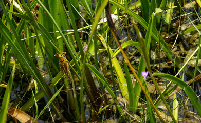 grasshopper in the swamp