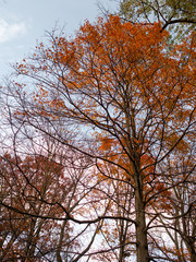 Fototapeta premium orange leaves on tree in autumn