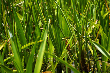 grasshopper in the swamp