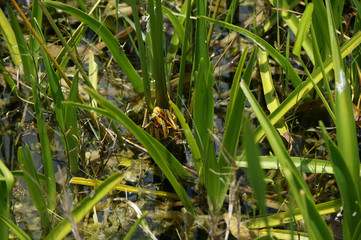 grasshopper in the swamp
