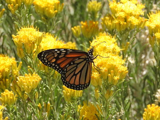Monarch buttefly, perched upon wild, yellow, sagebrush flowers, San Gabriel Mountains, California.