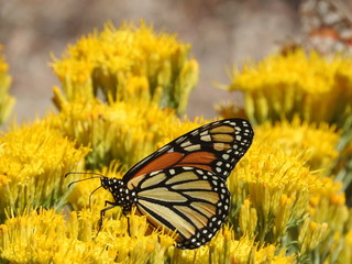 Monarch buttefly, perched upon wild, yellow, sagebrush flowers, San Gabriel Mountains, California.