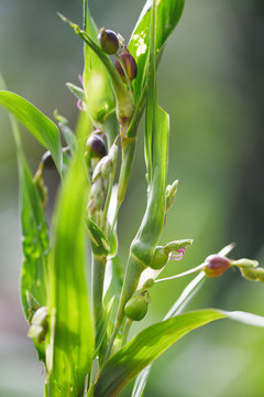 Job's tears seed on the tree plant / coix lachryma jobi chinese pearl barley coixseed