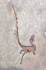 Dinosaur fossil : Sinosauropteryx prima, the first dinosaur to be found with feather, living in early Cretaceous, Liaoning China. Selective focus. © Cheattha