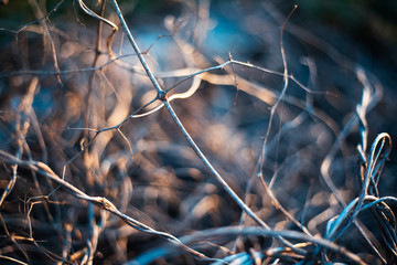 Macro picture of dry branches.