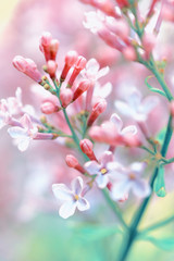 Blooming lilac. Coral lilac in spring in May. Lilac flower Spring garden lilac.