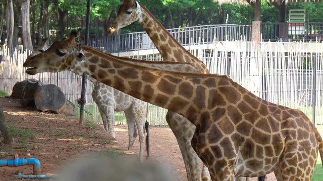 african savannah or giraffes eating banana and Yardlong beans from tourist in zoo
