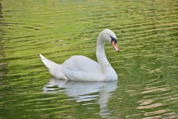 cygne