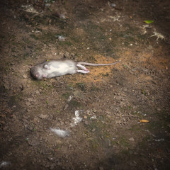 Gray mouse lies on the ground. Dead rat lying on the ground.
