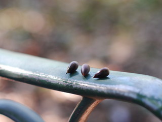 nuts on bench