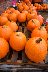 Many pumpkins for sale for Halloween. Background for celebration. Vertical frame.
